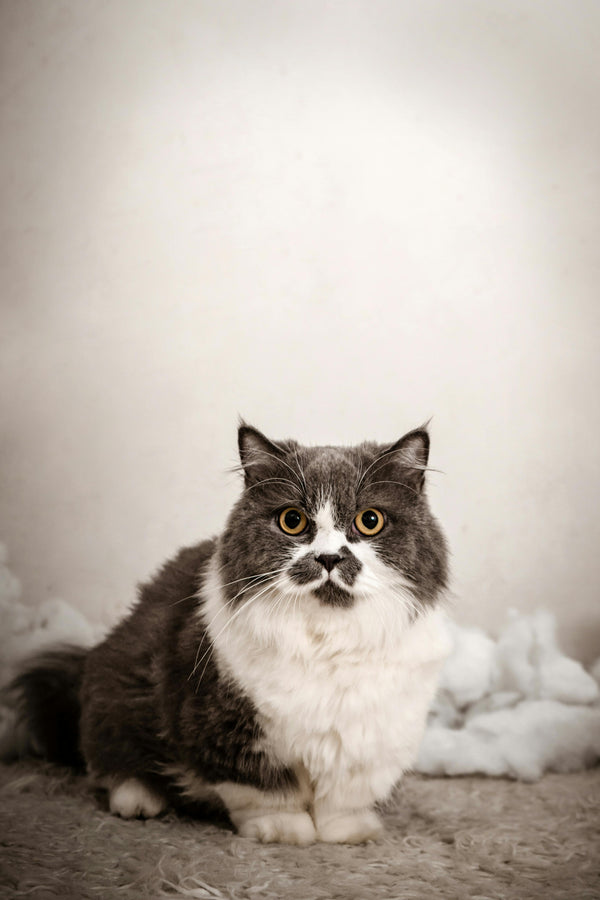 Grooming Made Easy: Smart Tools Every Pet Owner Needs